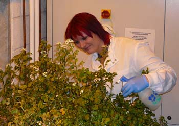 PhD student Joanna Heaton examines watercress grown in the laboratory